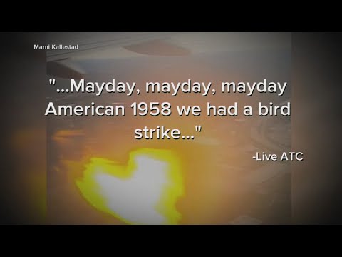 Bird strike sparks engine fire on American Airlines flight after takeoff