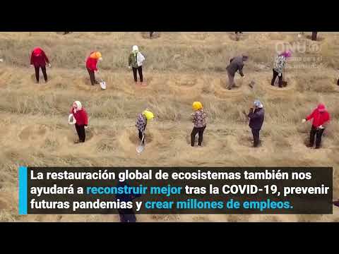 Decenio de la ONU sobre la Restauración de los Ecosistemas: 10 años para sanar el planeta