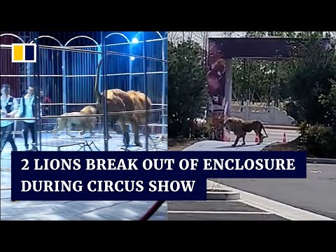 2 lions break out of enclosure during circus show in China