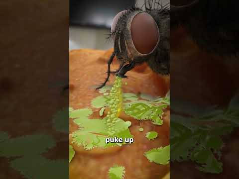 How Flies Actually Eat Your Food 😨
