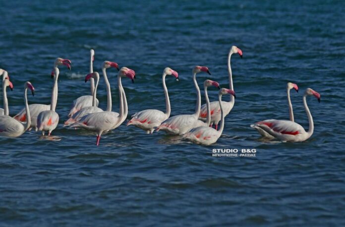 flamingo