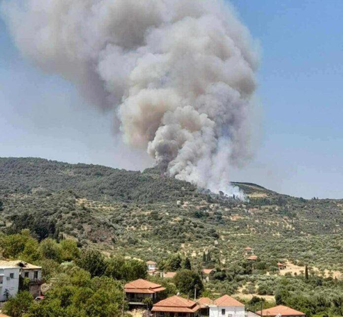 fotia-kalamata1-1