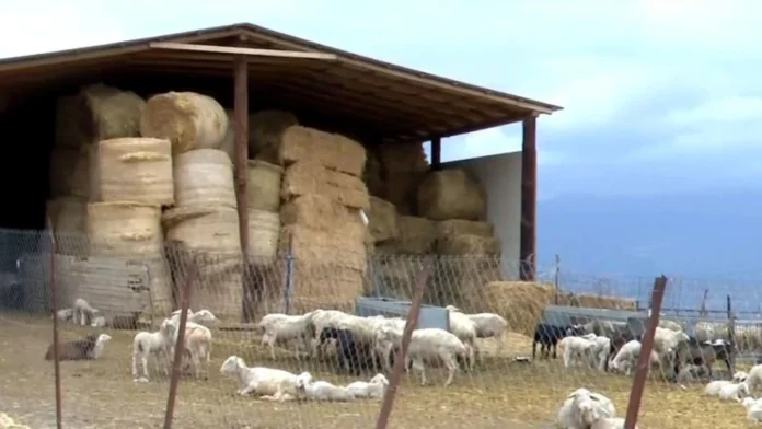 provata-stani-kat