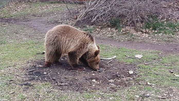 olanea.gr_arkouda_251117