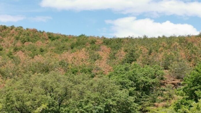 olanea.gr_dasos_252321 dasos_proslipseis_dasologoi_dasoponoi