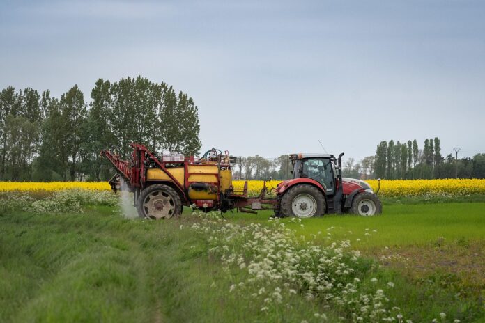 agrotes-31