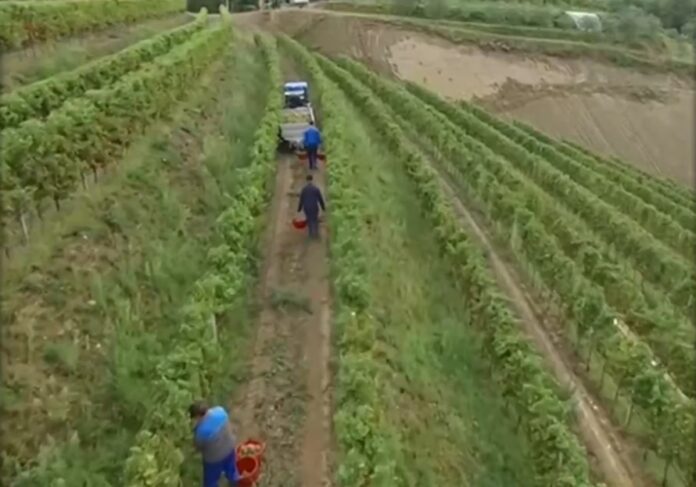 agrotes