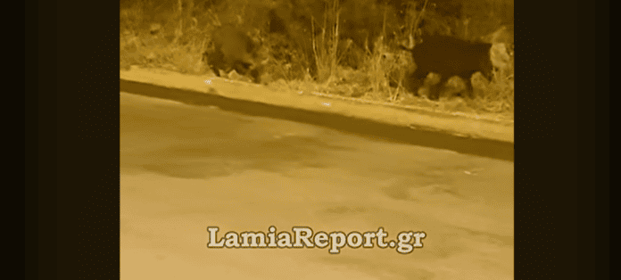 agriogourouna-lamia