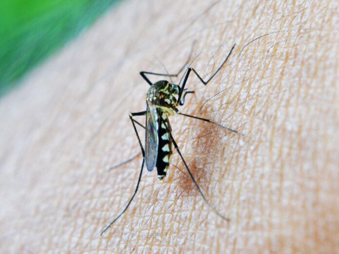nuzree-mosquito-213806-1920