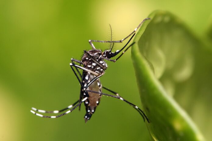 1280px-aedes-aegypti
