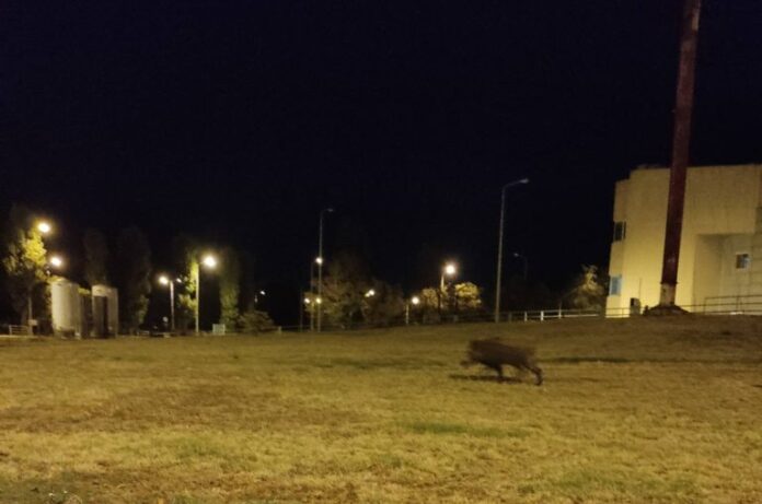 olanea.gr_agriogourouno_260922