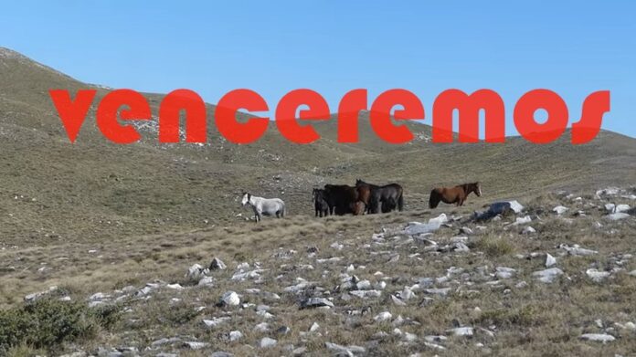 αλογα Μεν 2